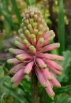 : - Veltheimia bracteata