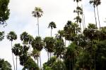 : - Pholidocarpus macrocarpus