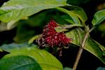 : - Clerodendrum deflexum