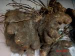 Purpur-Yams - Dioscorea alata