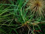 : - Spinifex longifolius