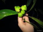 Feigenbaum afrikanisch - Ficus cyathistipula