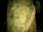 : - Celtis mildbraedii