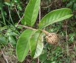 : - Annona monticola