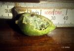 : - Adenia rumicifolia