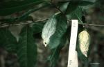 : - Isolona heinsenii