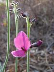 : - Galactia peduncularis
