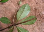 : - Buchenavia tetraphylla