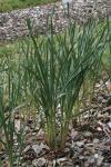 : - Allium hymenorhizum