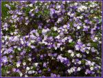 : - Brunfelsia bonodora