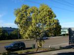 :-Acacia concurrens