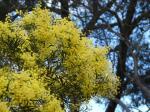 : - Acacia prominens