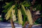 : - Buckinghamia celsissima