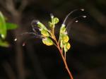 : - Grevillea venusta