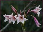 : - Crinum bulbispermum