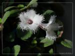 : - Episcia dianthiflora