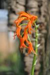 : - Ada aurantiaca