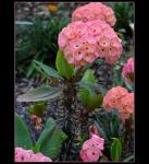 : - Euphorbia lomi