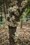 : - Syzygium branderhorstii