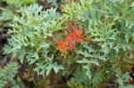 : - Grevillea bipinnatifida