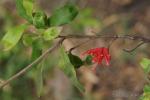 : - Grevillea mollis