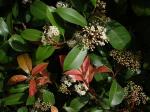 Japanische Glanzmispel-Photinia glabra