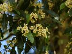 Orangen-Klebsame - Pittosporum undulatum