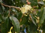 :-Syzygium tierneyanum