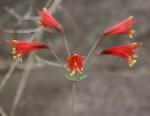 :-Alstroemeria plantaginea