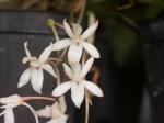: - Aerangis mooreana