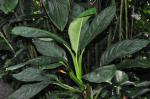 : - Aglaonema marantifolium