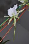 : - Angraecum eburneum