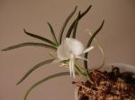 : - Angraecum scottianum