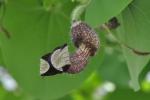 : - Aristolochia ridicula