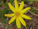 : - Aspilia foliacea