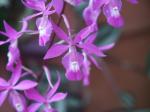 : - Barkeria scandens