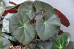 : - Begonia hydrocotylifolia