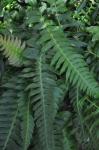 Östlicher Rippenfarn - Blechnum occidentale