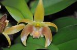 : - Bulbophyllum cameronense