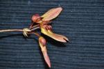 :-Bulbophyllum umbellatum