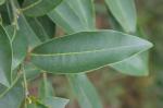 : - Cardiopetalum calophyllum