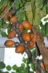 Berg-Papays - Carica pubescens