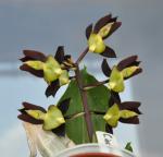 :-Catasetum tenebrosum