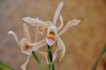: - Cattleya iricolor