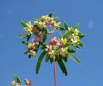 : - Euphorbia potentilloides