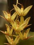: - Cirrhaea loddigesii
