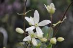 Immergrüne Waldrebe - Clematis armandii
