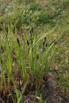 Schwarzährige Segge - Carex melanostachya