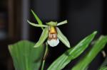 : - Coelogyne rumphii