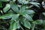 : - Costus erythrocoryne